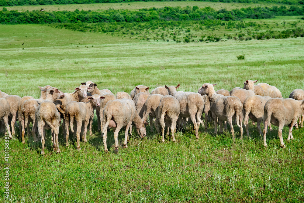 Obraz premium Herd of sheep