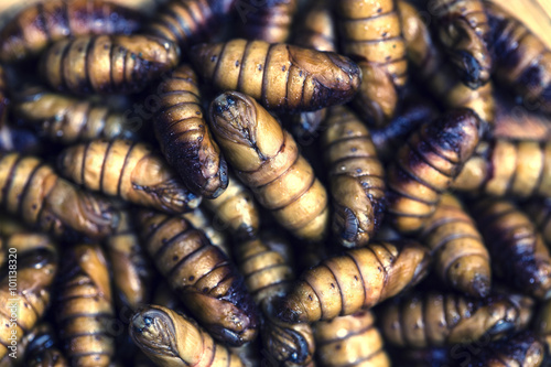 chrysalis silkworm ,silk worm cocoon