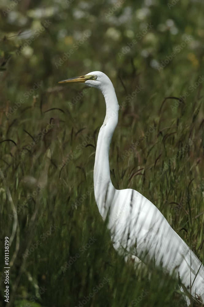 great egret (Ardea alba) great egret (Ardea alba)
