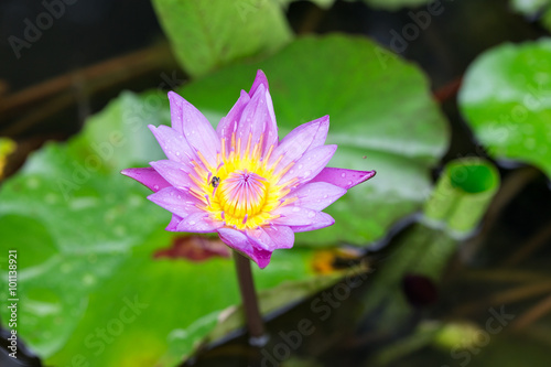 Pink lotus blossoms or water lily flowers blooming