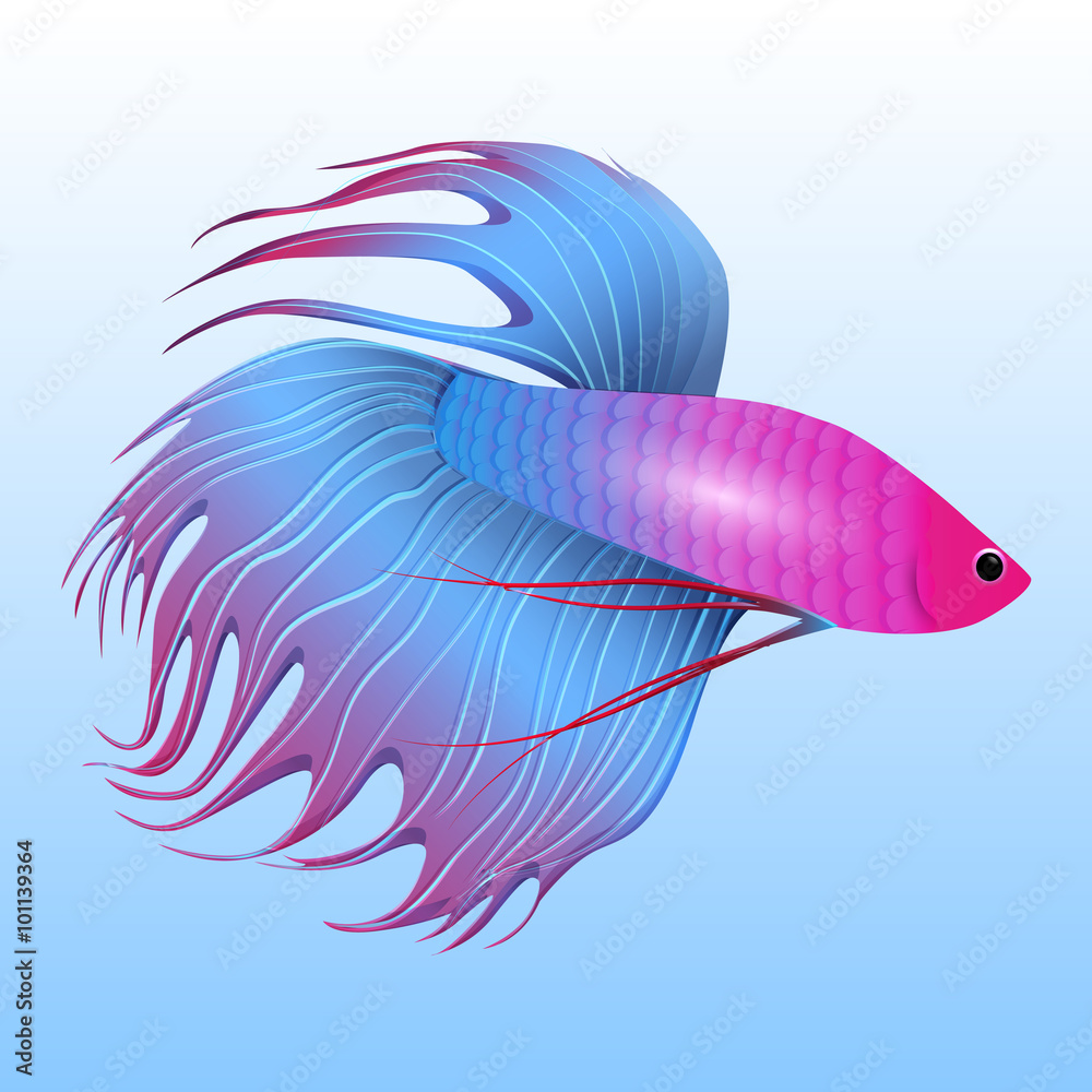 Vector illustration of tropical fish-rooster for your creativity
