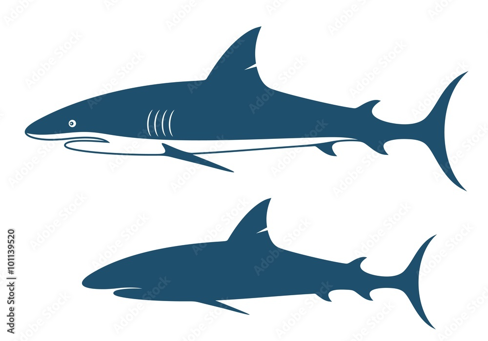 Fototapeta premium Shark