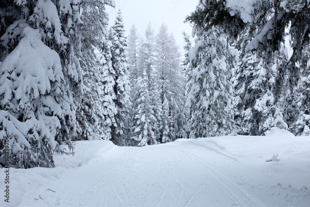 Cross-country Ski Track Cross-country Ski Track