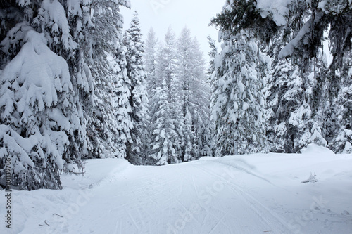 Cross-country Ski Track