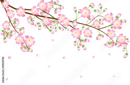 Cherry blossom branch 