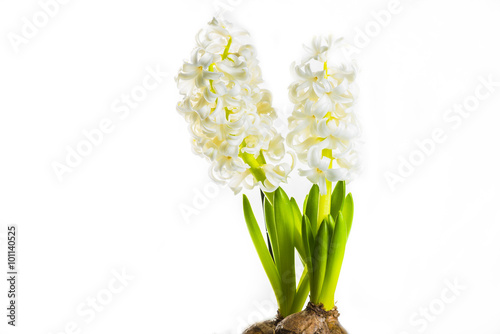 jacinthes en fleur