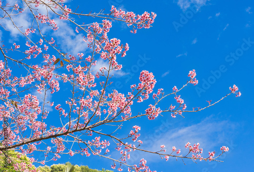 Sakura Sakura Pink Cherry blossoms flowers in Thailand