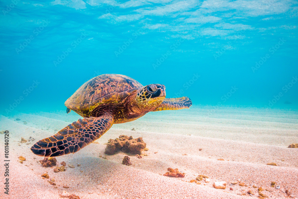 Obraz premium Endangered Hawaiian Green Sea Turtle cruises in the warm waters of the Pacific Ocean in Hawaii