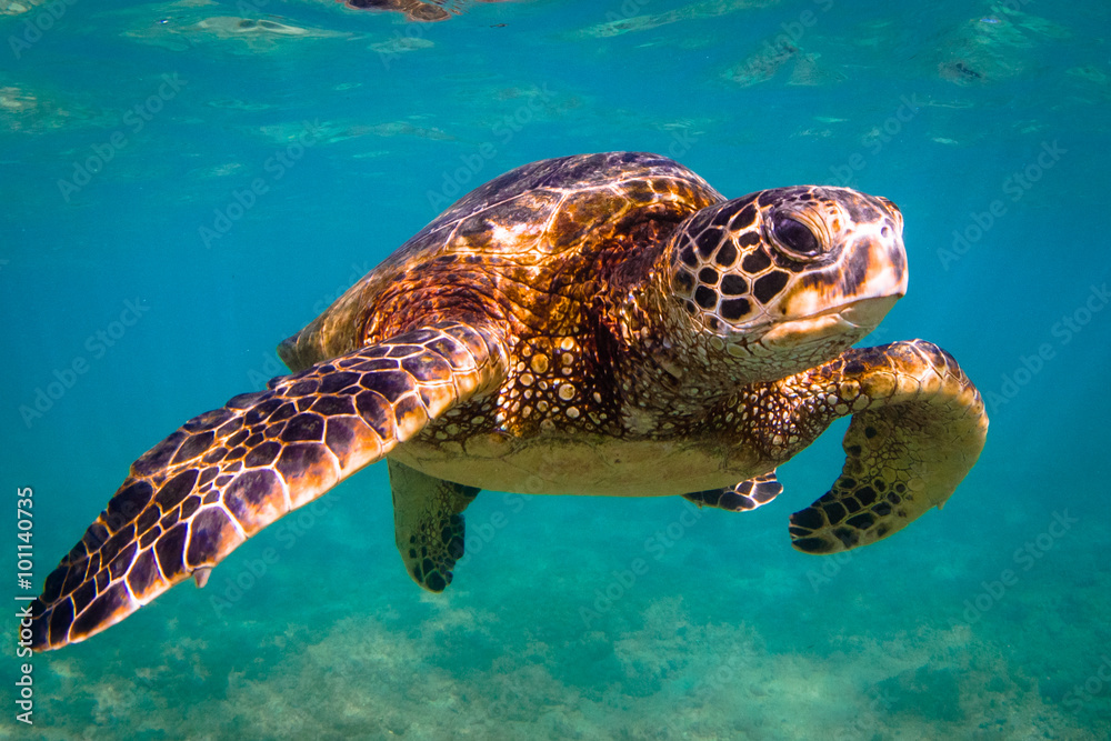 Endangered Hawaiian Green Sea Turtle cruises in the warm waters of the Pacific Ocean in Hawaii