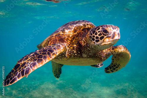 Endangered Hawaiian Green Sea Turtle cruises in the warm waters of the Pacific Ocean in Hawaii © shanemyersphoto