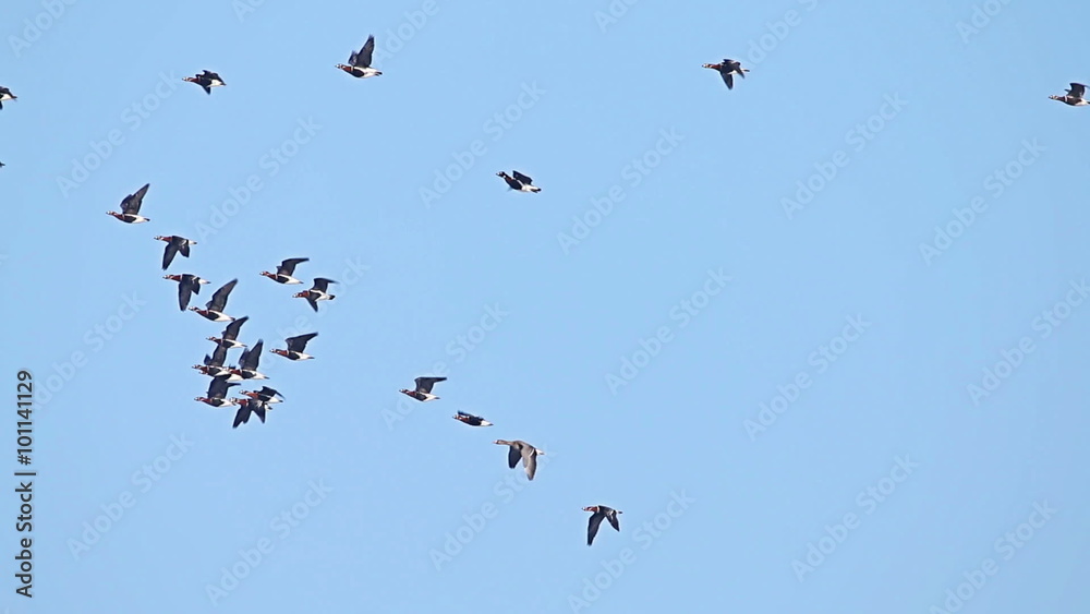 Flock of Birds Geese flying in formation, Blue sky background. Flock of Birds Geese flying in formation, Blue sky background.