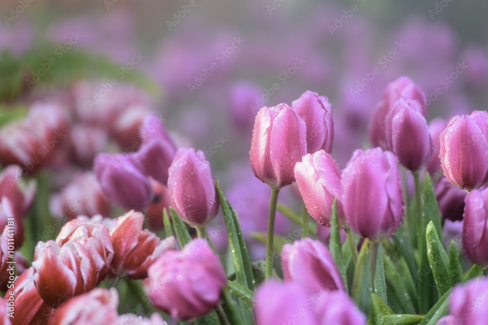 Fototapeta premium Many color of tulip in garden