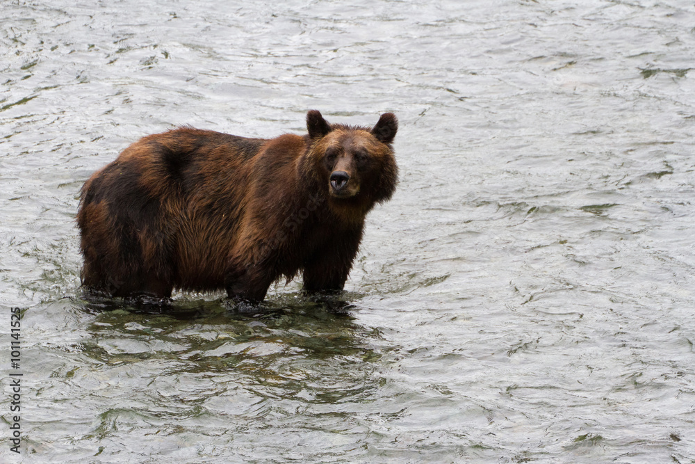 grizzly bear grizzly bear
