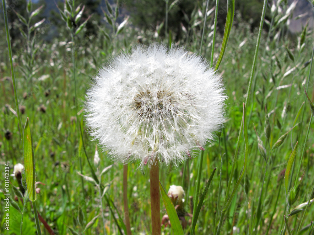 Fototapeta premium Dandelion