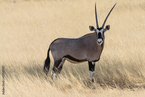 Photography Oryx Portrait
