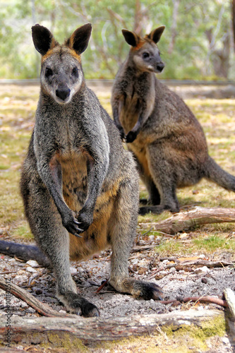 Kangaroos in a natural habitat