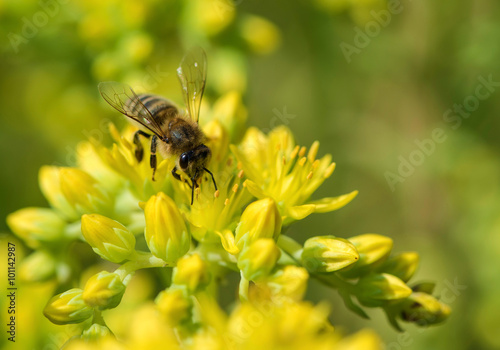 Bee on yellow flower © Marek Walica