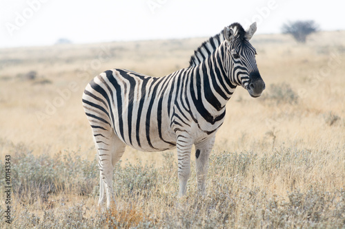 Zebra standing in grass land.