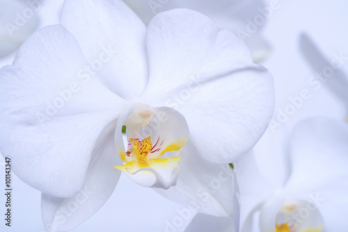 beautiful white orchid