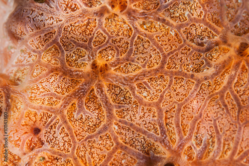 Abstract of Encrusting Sponge Underwater