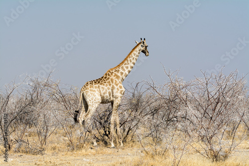 Photography Giraffes in Acazia Field