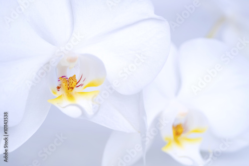 beautiful white orchid