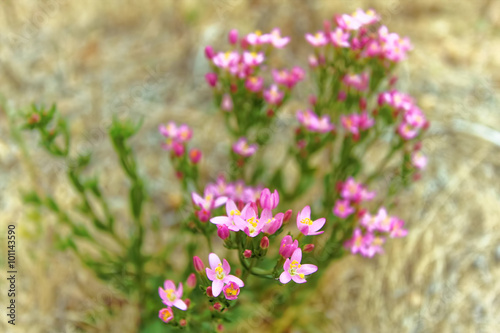 wild flower Centaurium erythraea