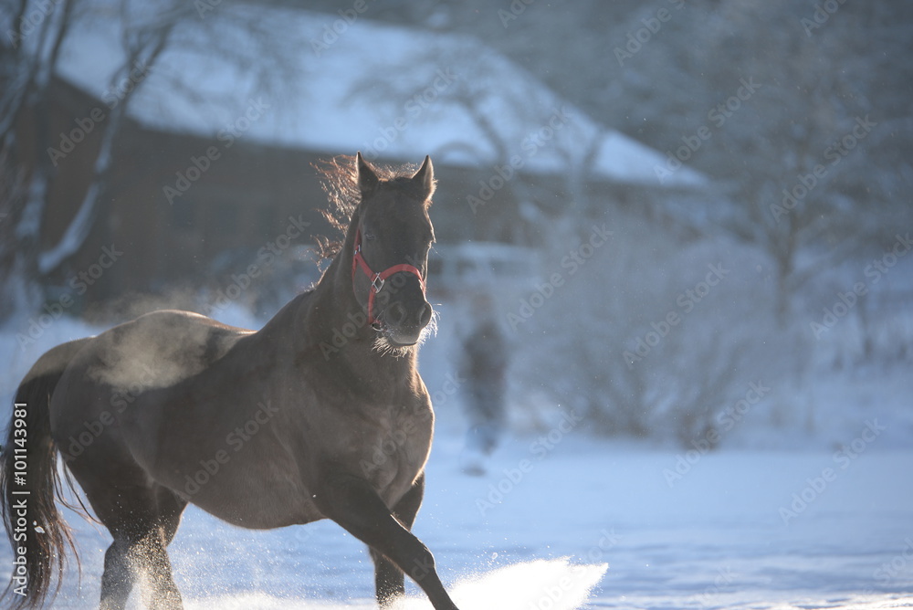 Temperament, schwarzes Pferd im Schnee Temperament, schwarzes Pferd im Schnee