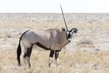 one horned oryx
