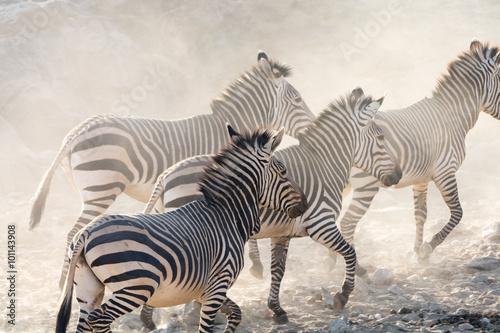 Zebras running, namibia, africa