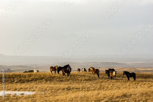 Small flock of icelandic horses in wast landscape in southern Iceland