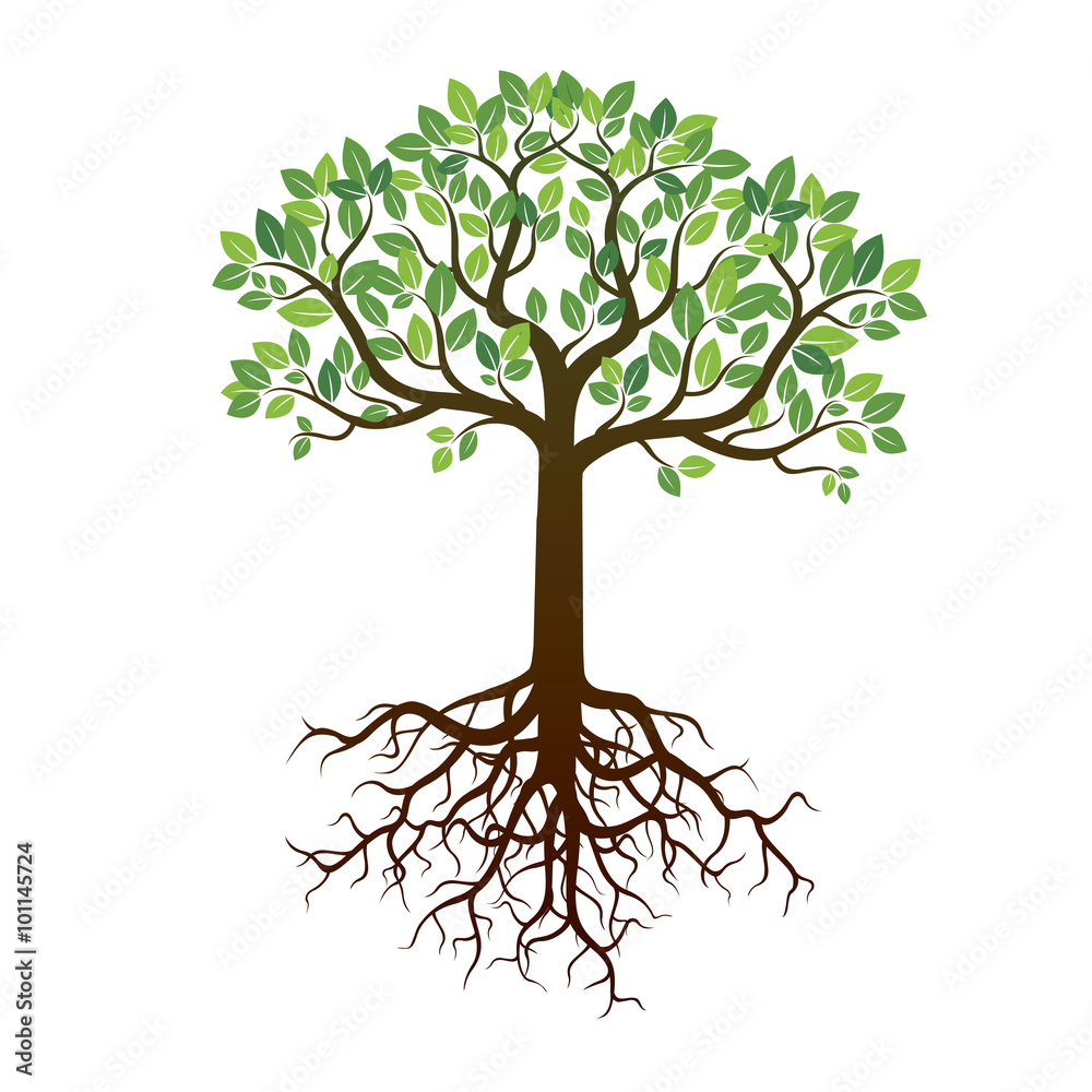 Fototapeta premium Color Tree and Roots. Vector Illustration.