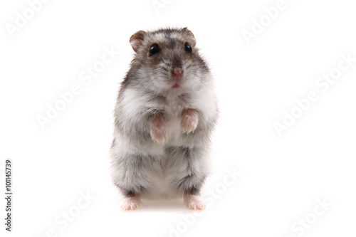 small dzungarian hamster