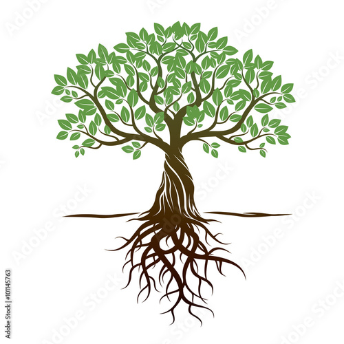 Canvas Print Color Tree and Roots. Vector Illustration.