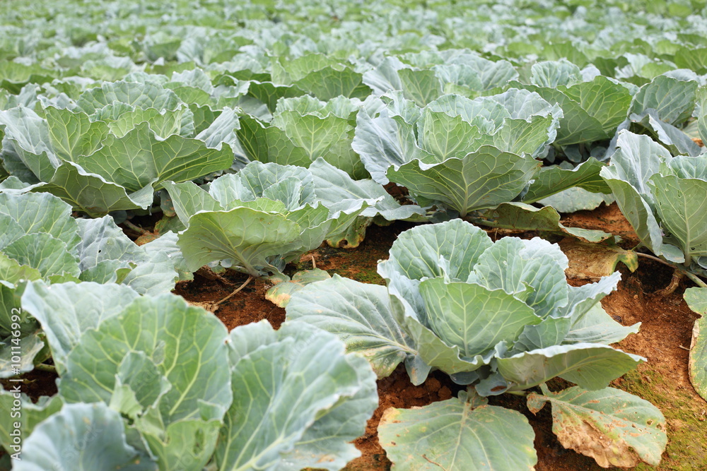 Naklejka premium Cabbage at Phetchabun