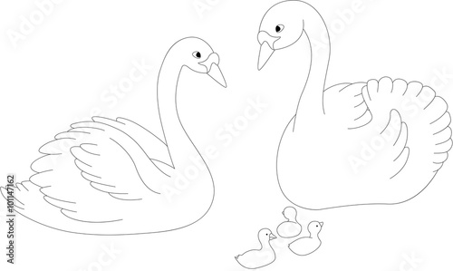 Set of swan mother, father and chicks. Coloring book