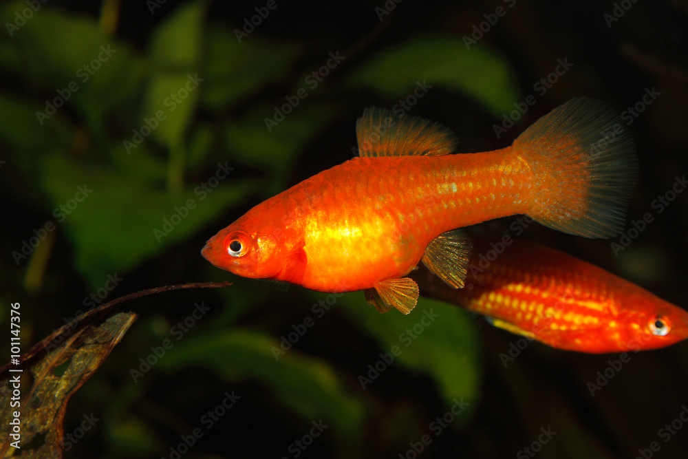 Obraz premium Swordtail (Xiphophorus hellerii)