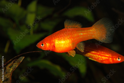 Swordtail (Xiphophorus hellerii)