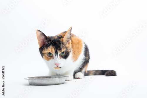 Katze essen aus dem Napf