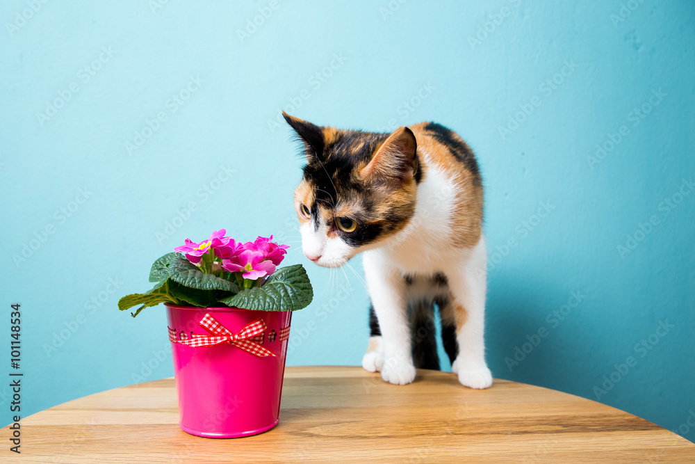 Katze schnuppert an Blume Stock Photo | Adobe Stock