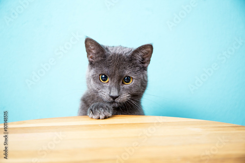Obraz na plátne Schöne graue Rassenkatze chartreux