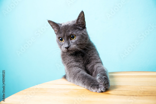 Bild auf Leinwand Schöne graue Rassenkatze chartreux