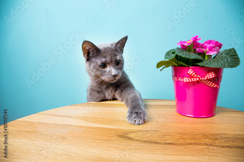 Katze schnuppert an Blume © ajlatan