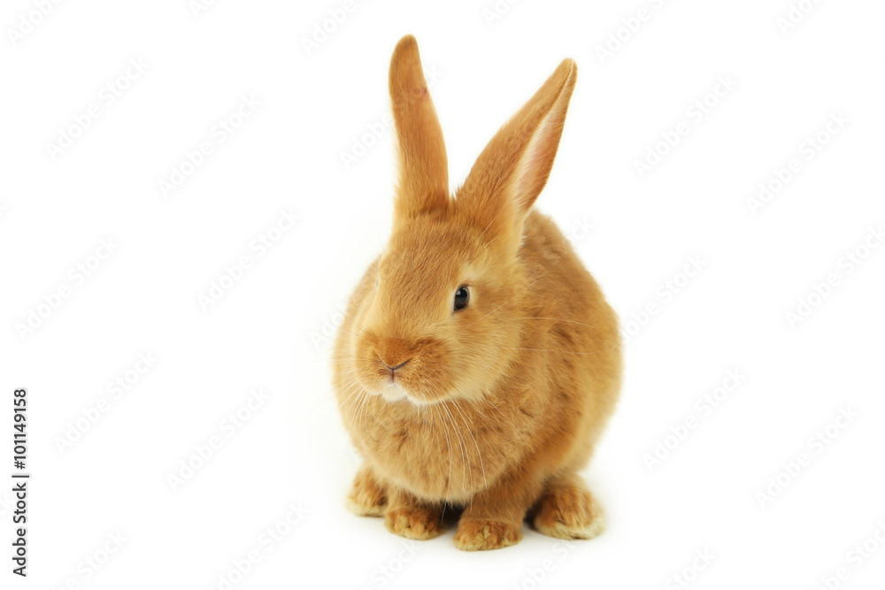 Obraz premium Young red rabbit isolated on white