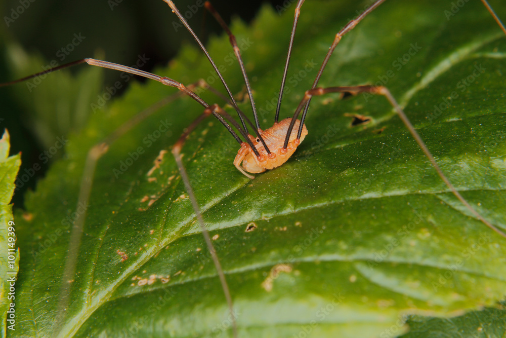 Daddy longlegs (Phalangium opilio) Daddy longlegs (Phalangium opilio)