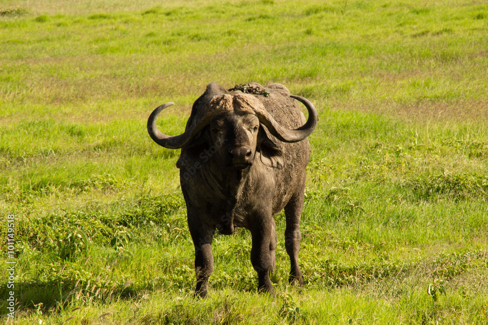 SteppenBüffel in Afrika, Syncerus caffer SteppenBüffel in Afrika, Syncerus caffer