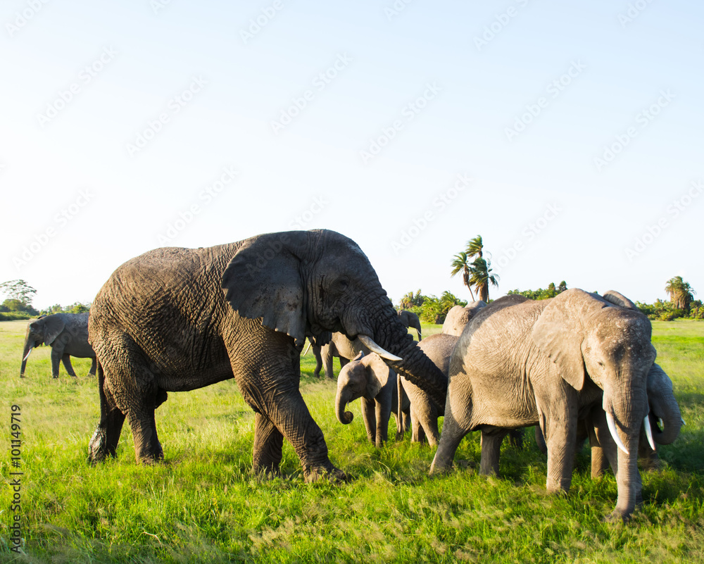 Fototapeta premium Afrikanische Elefant, Loxodonta africana