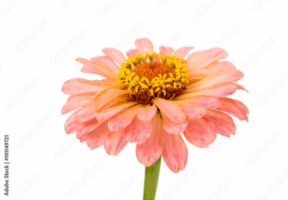 Isolated Zinnia Flower Isolated Zinnia Flower
