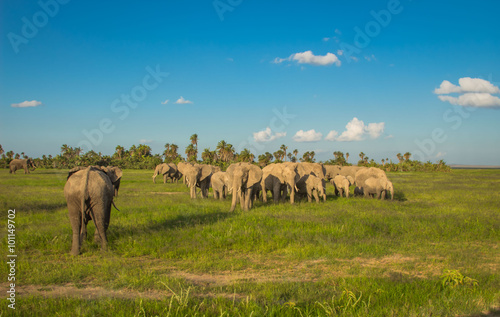 Afrikanische Elefant, Loxodonta africana