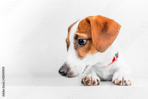 Jack russell terrier © savenkovka